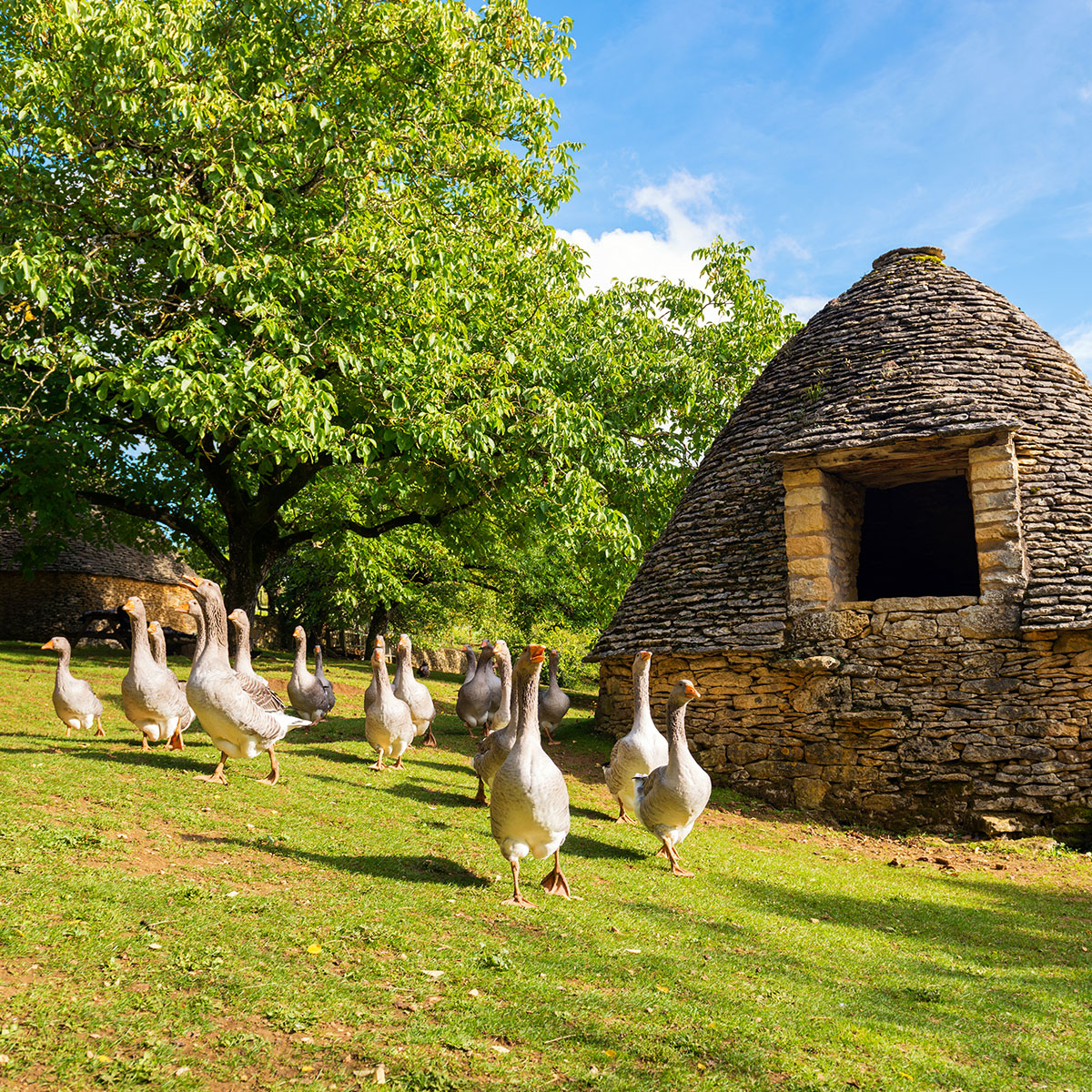 Agroalimentaire & Agriculture en Périgord