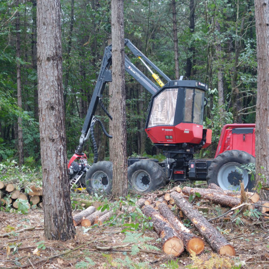 Coupe pin Dordogne Périgord dans la filière bois