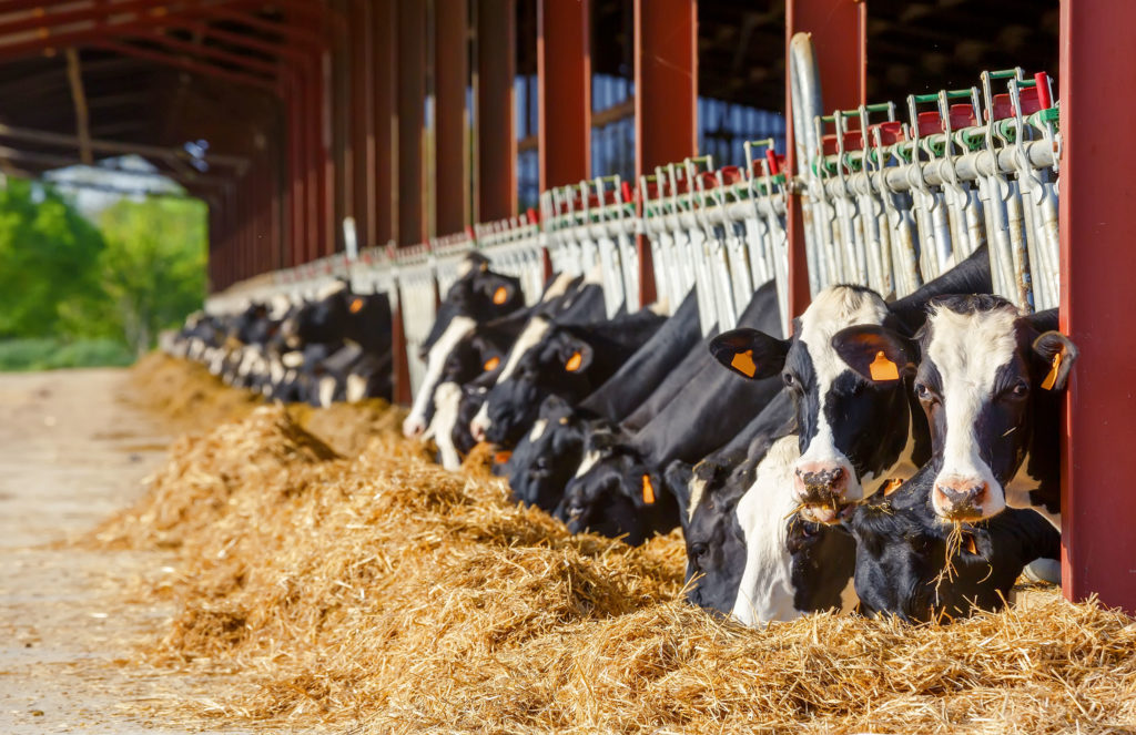 vaches qui mangent